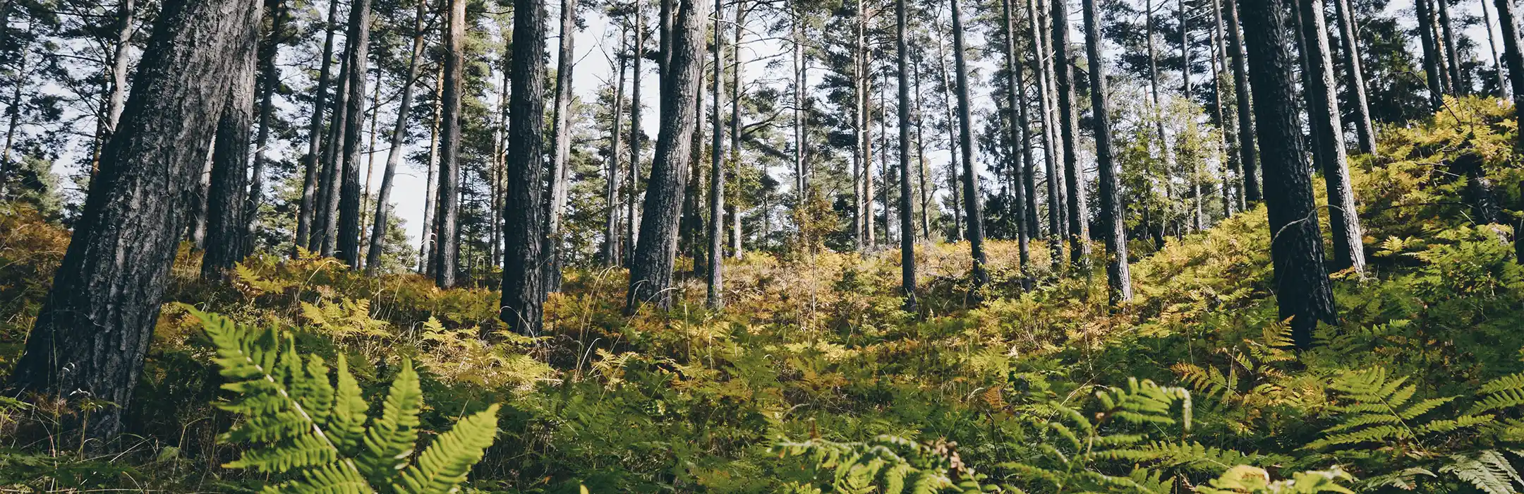 Cysterski Szlak Rowerowy – śladem historii i natury