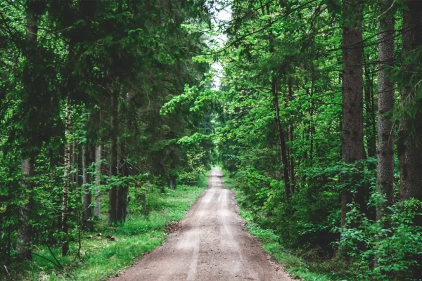 Hybryda Przemęckiego Parku Krajobrazowego
